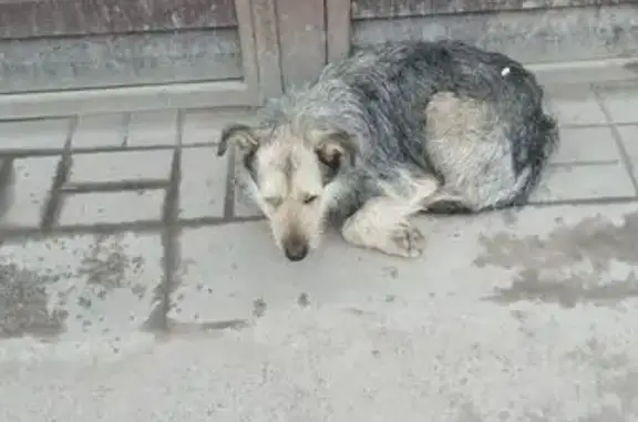 Пропала собака, ул. Чехова, 335