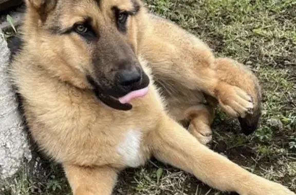 Найден пёс в п.Сергиево, Красносельский