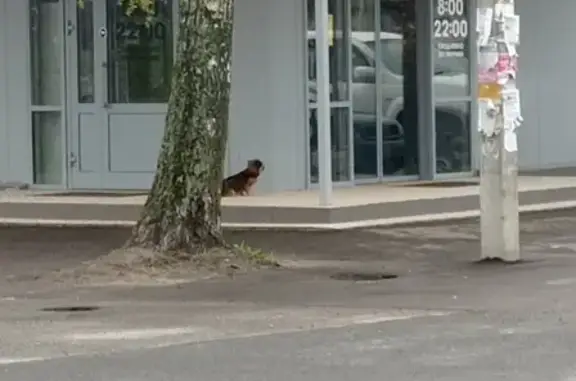 Найденные животные Глинищево, фото: Найдена собака: Садовая ул., 3, Глинищево