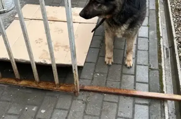 Найдена собака: Б. Московская, 1А