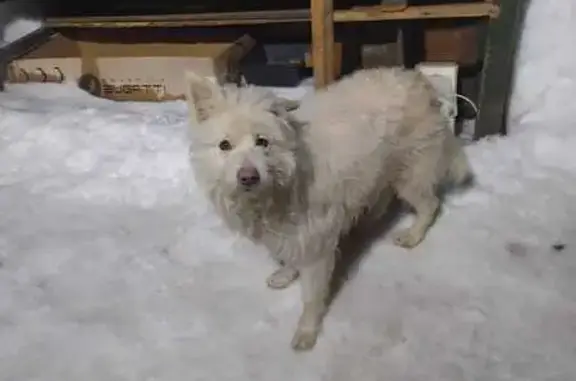 Найдена собака в Макшаках, Удмуртия