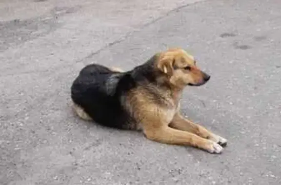 Пропала собака Найда, Саратов
