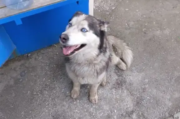 Найдена собака: Смирных, 7, Челябинск