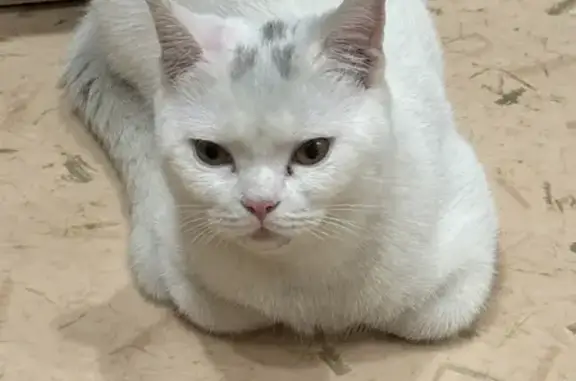 Найден белый кот - Силикатная, 11