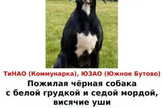 Пропала собака Маус, Новая Москва