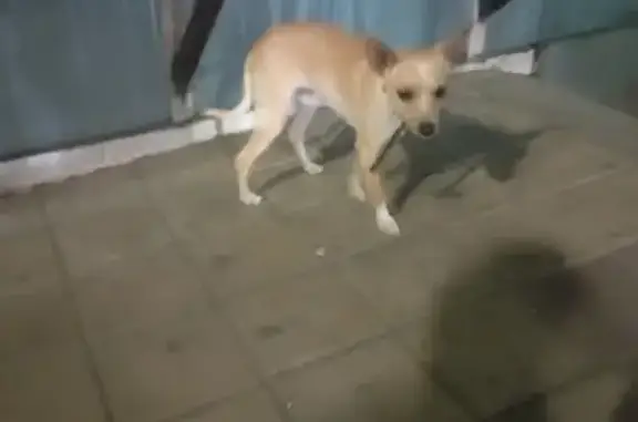 Найден пес: ул. Абрикосовая, 21, Сочи