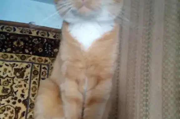 Пропал кот: Смоленский пер., 32