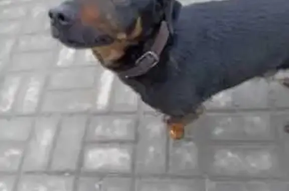 Найдена собака в Авиагородке, Омск