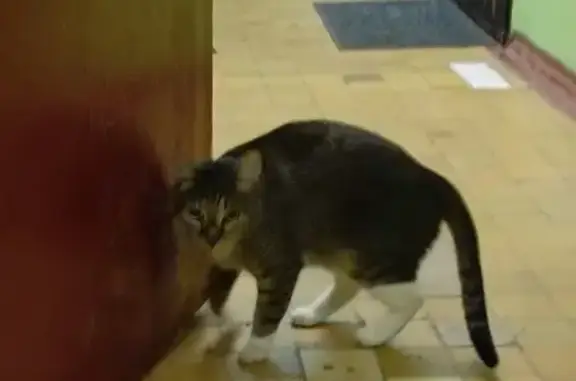 Найдена кошка: Новощукинская, 16