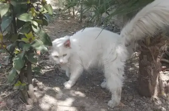 Найдена кошка: Верхняя Лысая Гора, 7л
