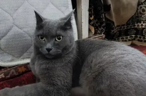 Найден кот: Партизанская 130, Барнаул