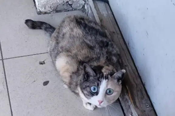 Найдена кошка: Березовая ул., 15
