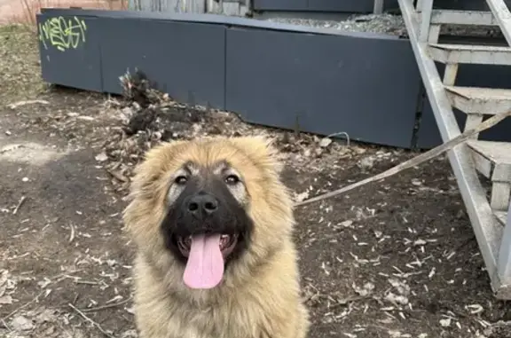 Найдена щенка в Омске, 3-я Лен., 30