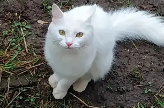 Найден белый кот: Рихарда Зорге, 7