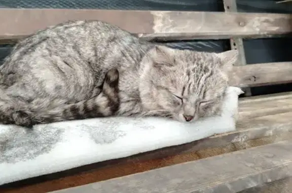 Найдена кошка: Д. Бедного, 152А, Омск