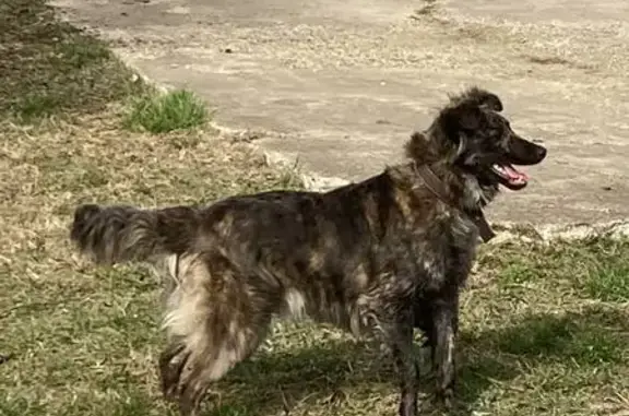Пропала собака: Краснодар, Дзержинского 100