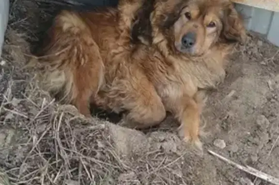 Пропала собака в Торопово-Заречье