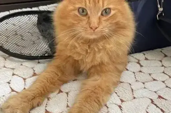 Пропал рыжий кот, ул. Паскевича, 23