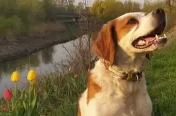 Собаки потеряшки, Луганськ, фото: Потеряшка собака: вул. Кірова, 62