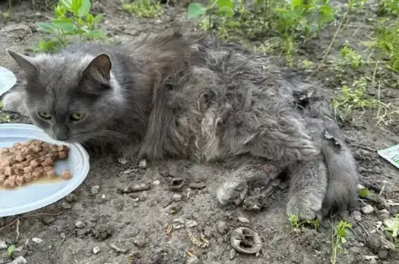 Найдена кошка: Зоотех. пер., 13А