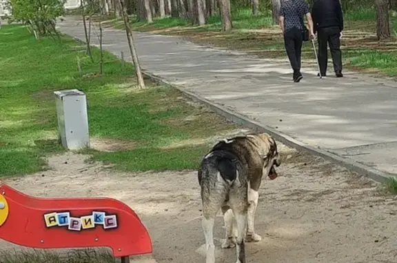 Найдена собака: пр-т Патриотов, 49з
