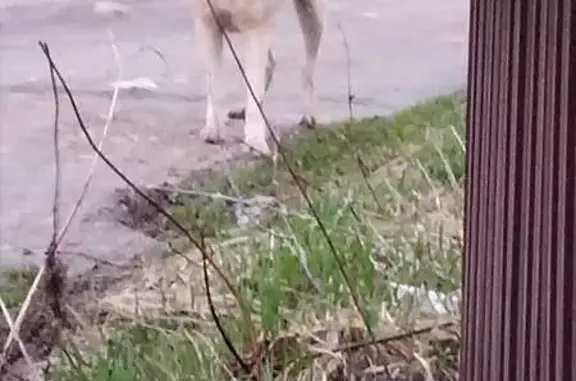 Найдена собака в Некрасово, Тверь