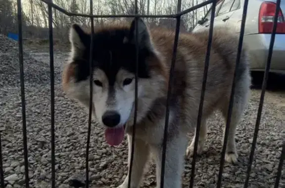 Найден пес-маламут в Омске