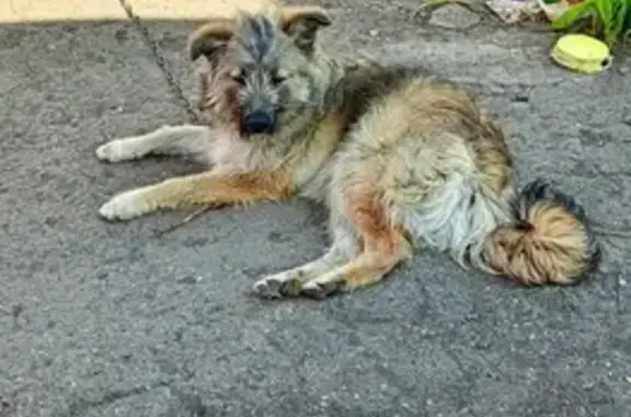 Пропала собака на Пожарского, 50