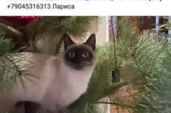 Пропал сиамский кот Вася, ул. Горького, 13