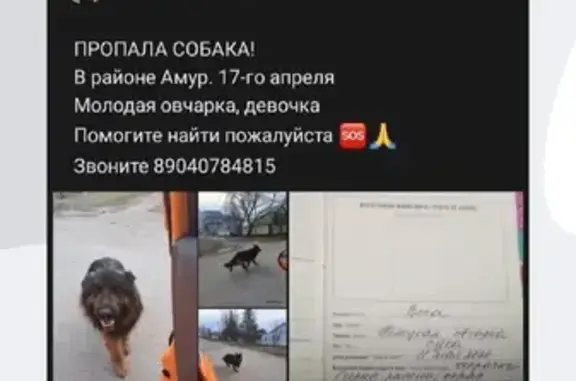 Пропала собака Вега, Омск, 24-я Сев. 117А