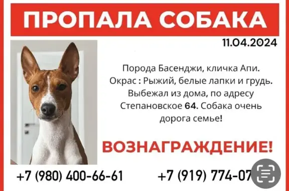 Пропала собака в Москве