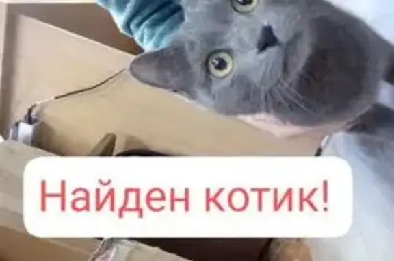Котик потерялся: ул. Даниловского, 16а