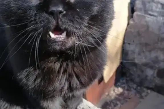 Черный кот найден: К. Либкнехта, Иркутск