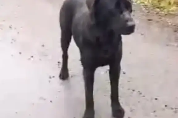 Найдена собака в Ховрино, Вешки