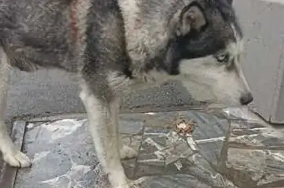 Найдена собака у Северного моста, Краснодар