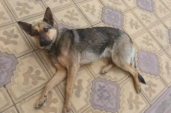 Пропала собака Люся, Камышинская 67