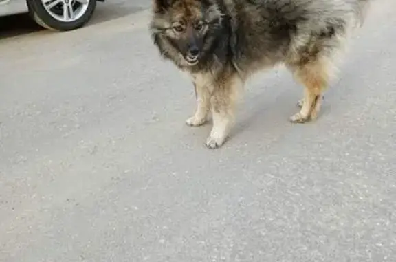 Найдена собака, Ленинградская 10А, Тольятти
