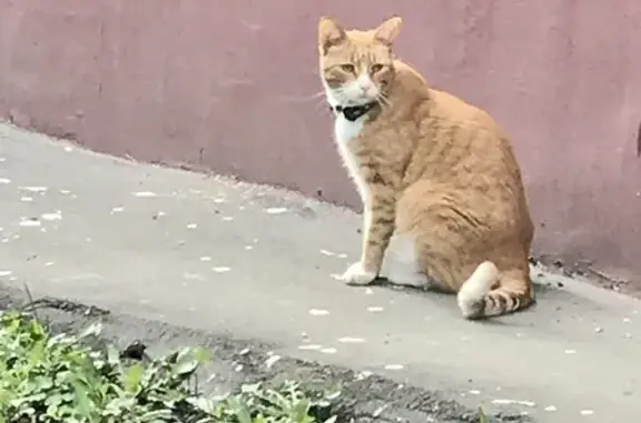 Найдена кошка: Приорова 3, Москва