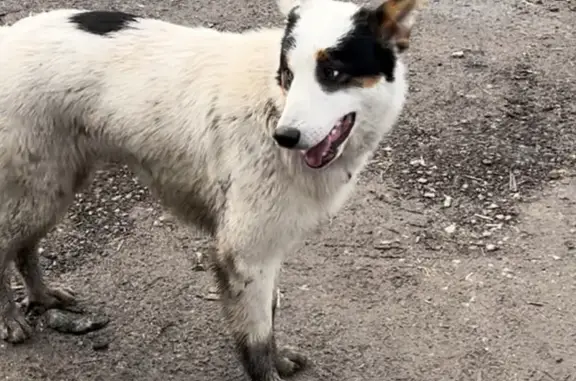 Найдена собака: Ханинский пр., 17, Тула