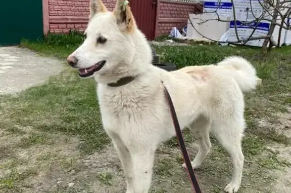 Найдена собака в Бежице, Брянск