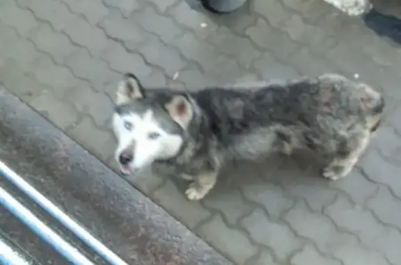 Найдена собака: Моск. шоссе, 55