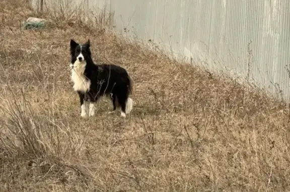 Найдена собака: Центральная, 69, Ребровка