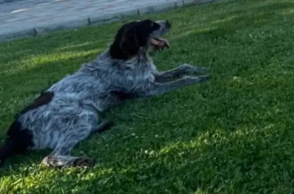 Пропала собака: Демьянова, 14, Волгоград