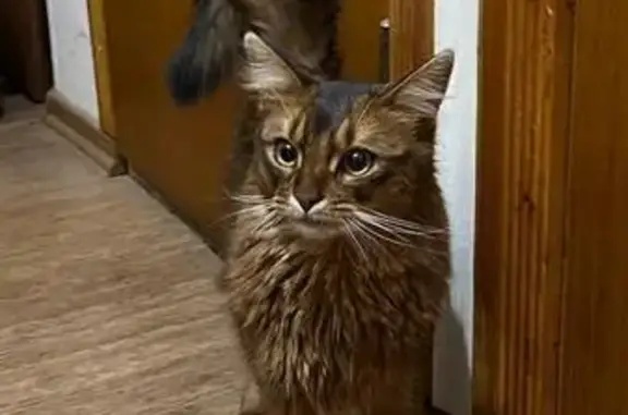 Кошка ищет дом: Иртышская Наб., 20, Омск