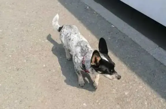 Найдена собака, Владивосток