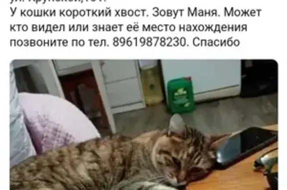 Пропала кошка, Барнаул