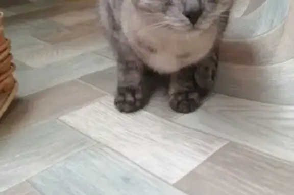 Найдена кошка, Пермь
