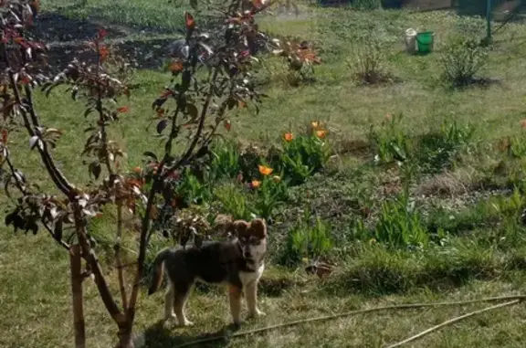 Найдена собака, Белгородская область