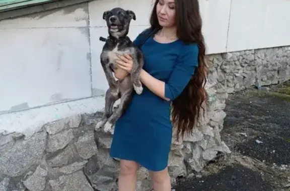 Найдена собака, Екатеринбург