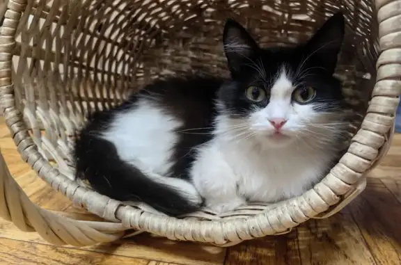 Найдена кошка, Кемерово